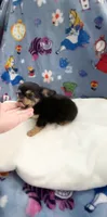 Tiny Snickers, a male Chihuahua for sale in Spartanburg, SC – 2 of 8