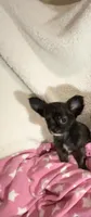 Little Tasha, a female Chihuahua for sale in Spartanburg, SC – 2 of 7