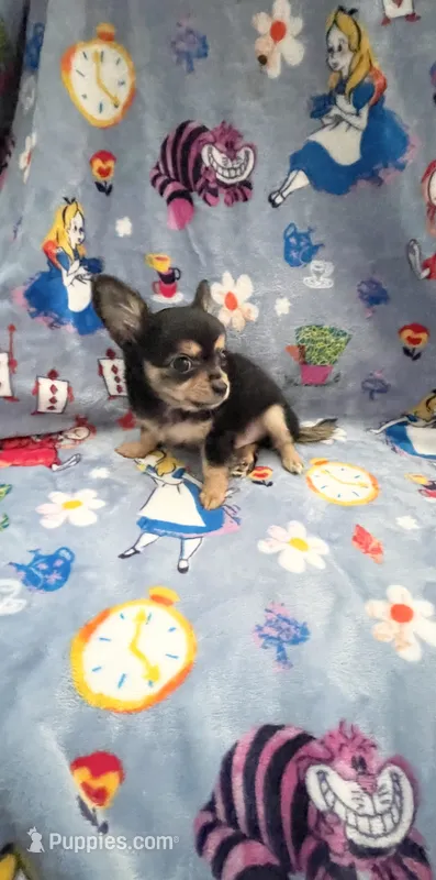 Tiny Snickers – Chihuahua puppy for sale in Spartanburg, SC