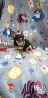 Tiny Snickers, a male Chihuahua for sale in Spartanburg, SC – 1 of 8