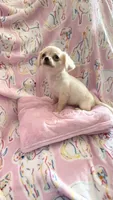 Little Paris, a female Chihuahua for sale in Spartanburg, SC – 2 of 7