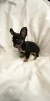 Tiny Tim, a male Chihuahua for sale in Spartanburg, SC – 2 of 6