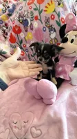 Tiny Paisley, a female Chihuahua for sale in Spartanburg, SC – 6 of 6