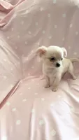 Tiny Princess Pixie, a female Chihuahua for sale in Spartanburg, SC – 3 of 7