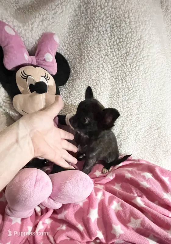 Little Tasha – Chihuahua puppy for sale in Spartanburg, SC