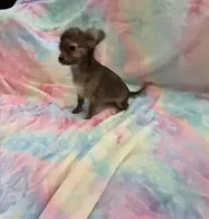 Sir Lancelot, a male Chihuahua for sale in Spartanburg, SC – 2 of 3