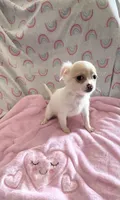 Little Phoebe, a female Chihuahua for sale in Spartanburg, SC – 2 of 4