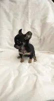 Tiny Tim, a male Chihuahua for sale in Spartanburg, SC – 4 of 6
