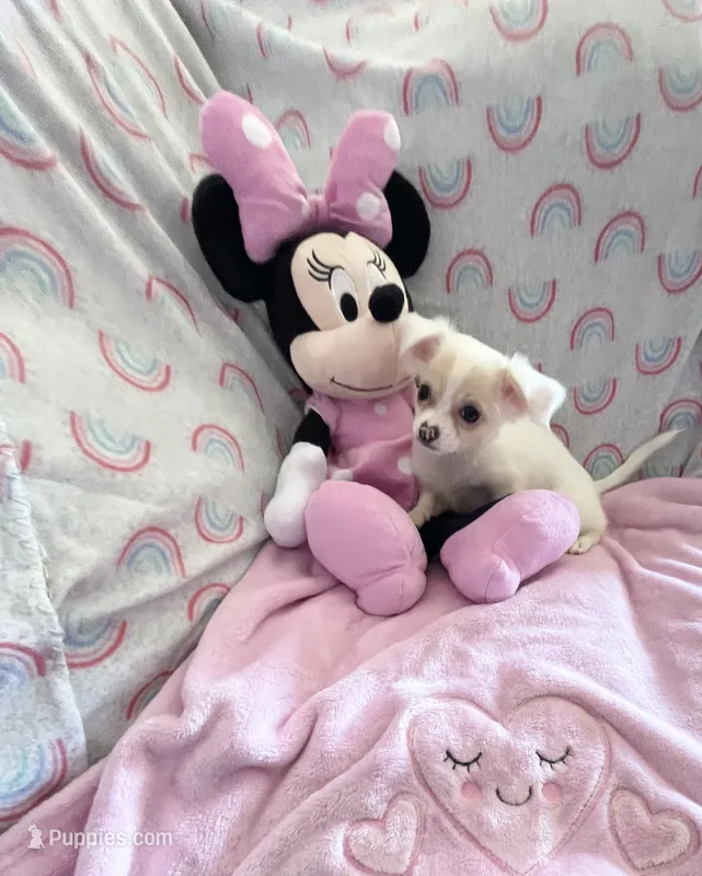 Little Phoebe – Chihuahua puppy for sale in Spartanburg, SC