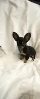 Tiny Tim, a male Chihuahua for sale in Spartanburg, SC – 3 of 6