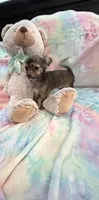 Little Prince Aladdin, a male Chihuahua for sale in Spartanburg, SC – 4 of 4