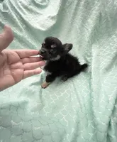 Tiny Sully, a male Chihuahua for sale in Spartanburg, SC – 2 of 5