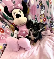 Tiny Paisley, a female Chihuahua for sale in Spartanburg, SC – 5 of 6