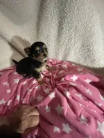 Tiny Trixie, a female Chihuahua for sale in Spartanburg, SC – 6 of 6