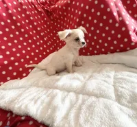 Little Peyton, a male Chihuahua for sale in Spartanburg, SC – 4 of 7