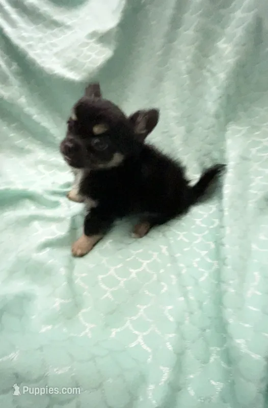 Tiny Sully – Chihuahua puppy for sale in Spartanburg, SC