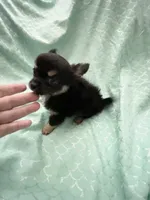 Tiny Sully, a male Chihuahua for sale in Spartanburg, SC – 5 of 5