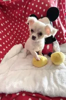 Little Peyton, a male Chihuahua for sale in Spartanburg, SC – 3 of 7