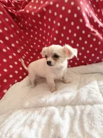Little Peyton, a male Chihuahua for sale in Spartanburg, SC – 2 of 7