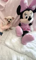Tiny Princess Pixie, a female Chihuahua for sale in Spartanburg, SC – 5 of 7