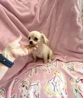 Little Paris, a female Chihuahua for sale in Spartanburg, SC – 4 of 7