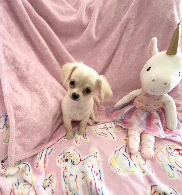 Little Paris – Chihuahua puppy for sale in Spartanburg, SC