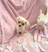 Little Paris, a female Chihuahua for sale in Spartanburg, SC – 5 of 7