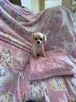 Little Paris, a female Chihuahua for sale in Spartanburg, SC – 7 of 7