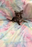 Little Prince Aladdin, a male Chihuahua for sale in Spartanburg, SC – 2 of 4