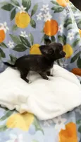 Tiny Tasha, a female Chihuahua for sale in Spartanburg, SC – 4 of 10