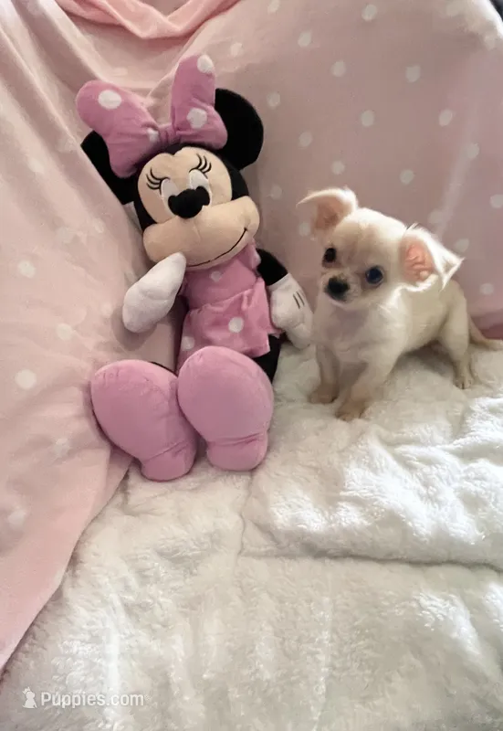 Tiny Pixie – Chihuahua puppy for sale in Spartanburg, SC