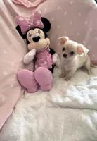 Tiny Pixie, a female Chihuahua for sale in Spartanburg, SC – 6 of 7