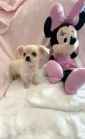Tiny Princess Pixie, a female Chihuahua for sale in Spartanburg, SC – 2 of 7