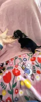Tiny Paisley, a female Chihuahua for sale in Spartanburg, SC – 4 of 6