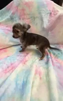 Sir Lancelot, a male Chihuahua for sale in Spartanburg, SC – 3 of 3