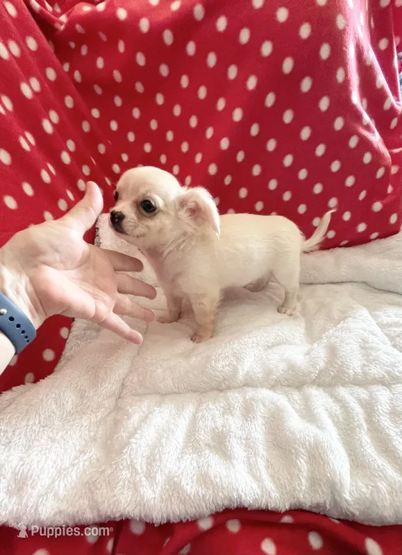 Little Peyton – Chihuahua puppy for sale in Spartanburg, SC