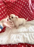 Little Peyton, a male Chihuahua for sale in Spartanburg, SC – 7 of 7