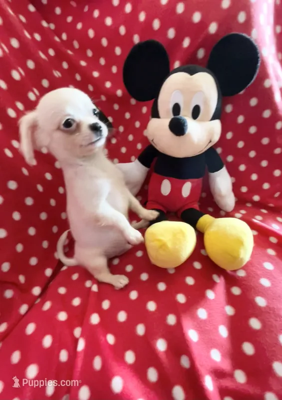 Little Prince – Chihuahua puppy for sale in Spartanburg, SC