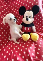 Little Prince, a male Chihuahua for sale in Spartanburg, SC – 6 of 6