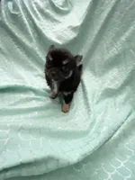 Tiny Sully, a male Chihuahua for sale in Spartanburg, SC – 4 of 5