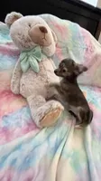 Little Prince Aladdin, a male Chihuahua for sale in Spartanburg, SC – 3 of 4