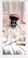 Tiny Aurora, a female Chihuahua for sale in Spartanburg, SC – Photo 1 of 9