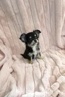 Tiny Aurora, a female Chihuahua for sale in Spartanburg, SC – Photo 8 of 9