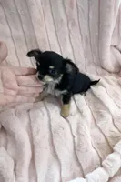 Tiny Aurora, a female Chihuahua for sale in Spartanburg, SC – Photo 4 of 9