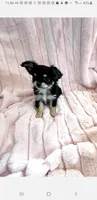 Tiny Aurora, a female Chihuahua for sale in Spartanburg, SC – Photo 9 of 9