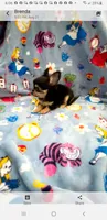 Tiny Snickers, a male Chihuahua for sale in Spartanburg, SC – 4 of 9