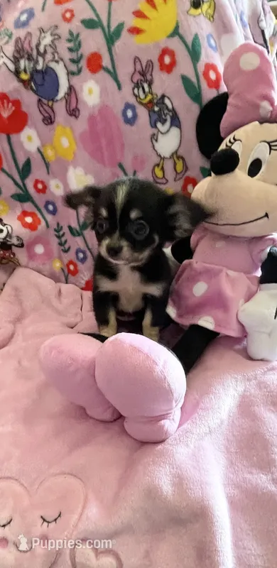 Tiny Paisley – Chihuahua puppy for sale in Spartanburg, SC