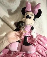 Tiny Trixie, a female Chihuahua for sale in Spartanburg, SC – 2 of 6