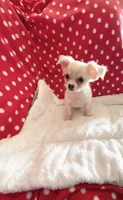 Little Peyton, a male Chihuahua for sale in Spartanburg, SC – 5 of 7
