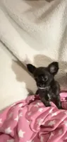 Little Tasha, a female Chihuahua for sale in Spartanburg, SC – 4 of 7